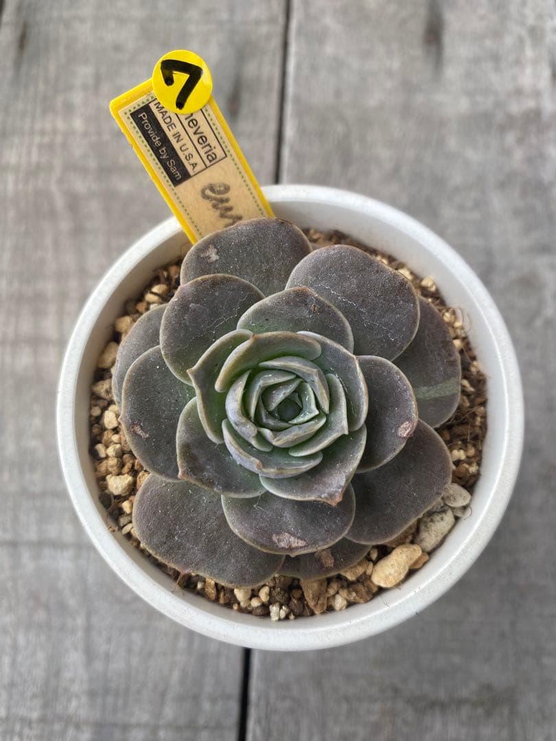 ラスト⑦ 希少丸葉タイプ　エリキュラミス