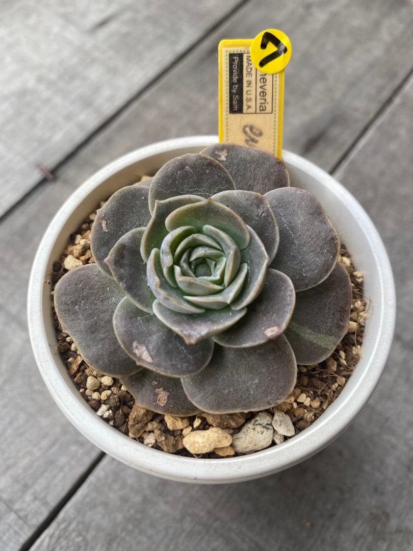 ラスト⑦ 希少丸葉タイプ　エリキュラミス