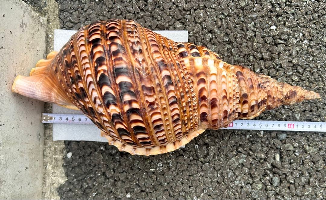 特大　法螺貝　41.5cm 美品　蓋付