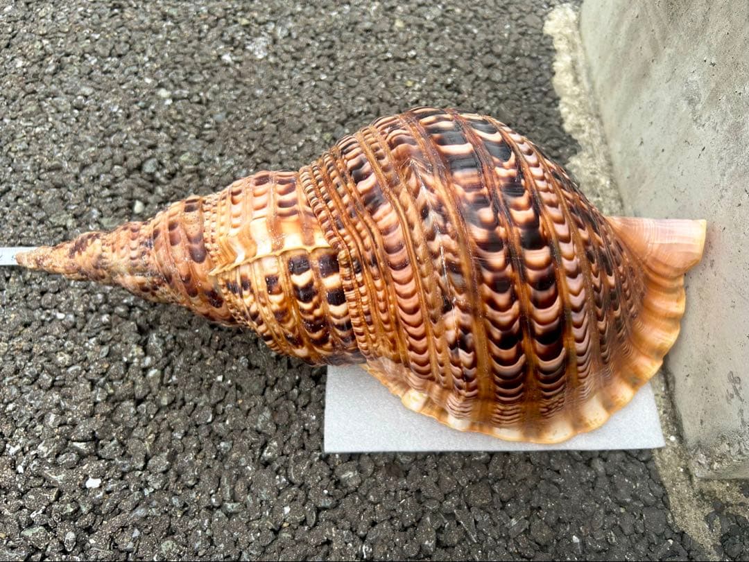 特大　法螺貝　41.5cm 美品　蓋付