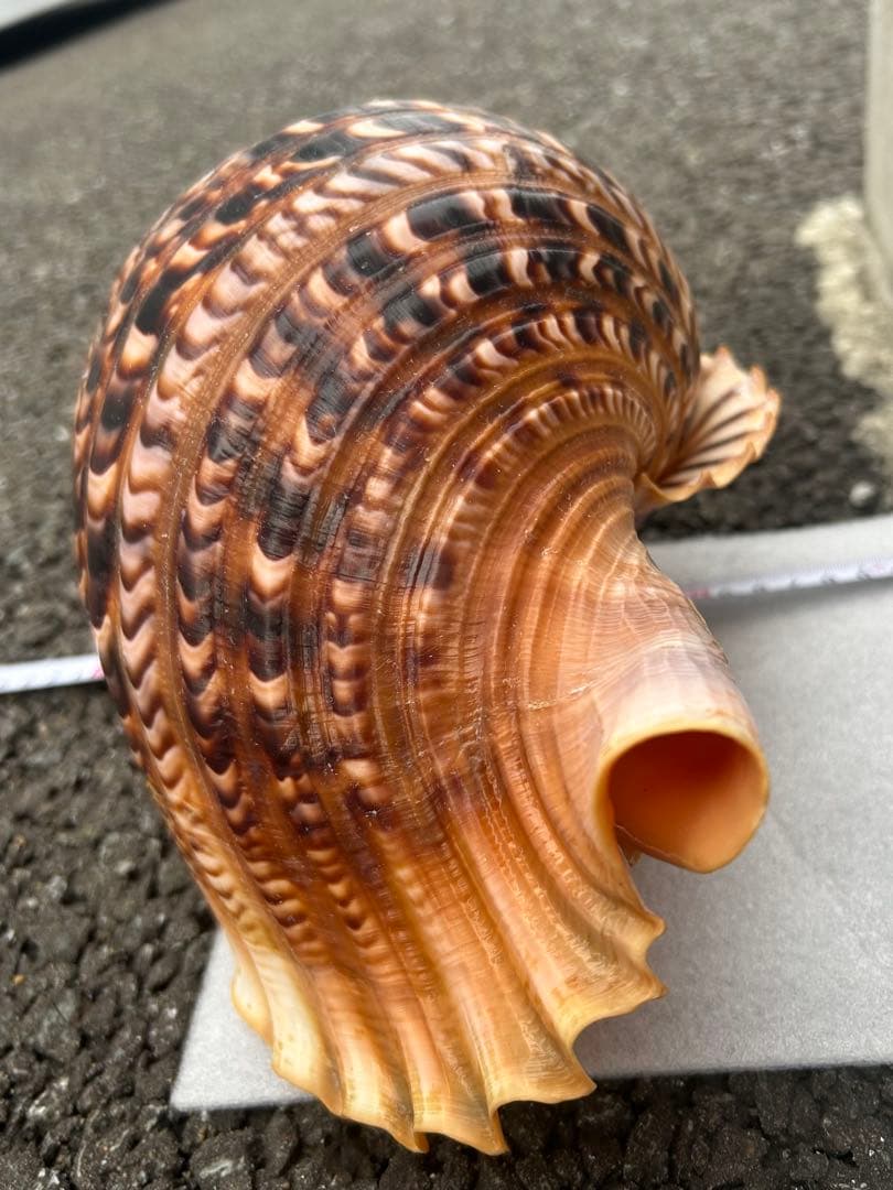 特大　法螺貝　41.5cm 美品　蓋付