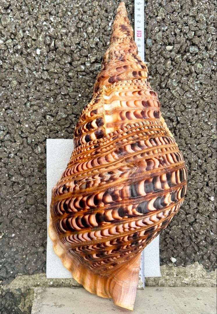 特大　法螺貝　41.5cm 美品　蓋付