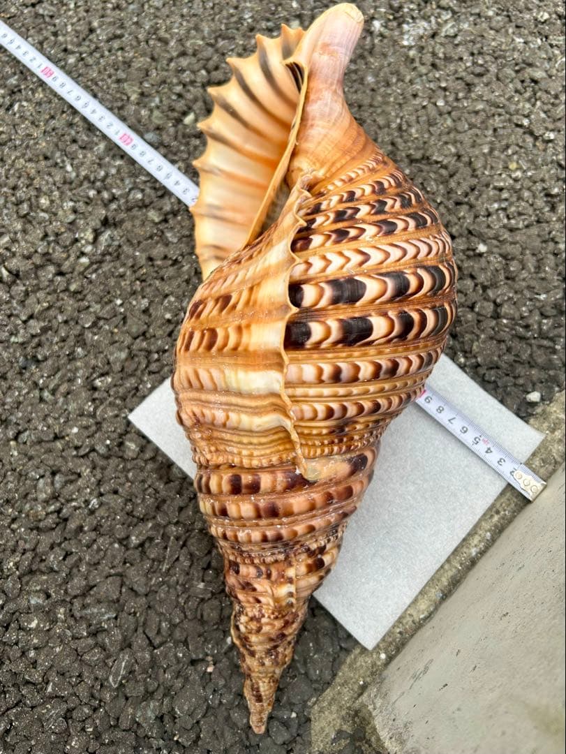 特大　法螺貝　41.5cm 美品　蓋付