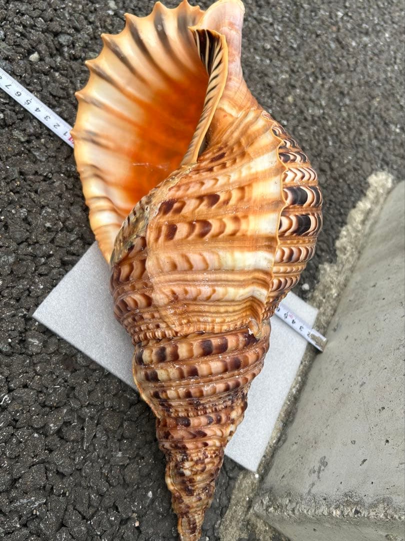 特大　法螺貝　41.5cm 美品　蓋付