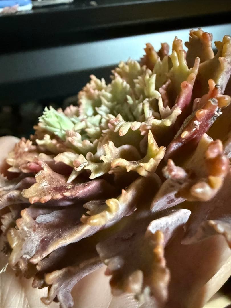 多肉植物 ✨スターファイヤー✨ カット苗 札なし 大きめ 美苗 速達or