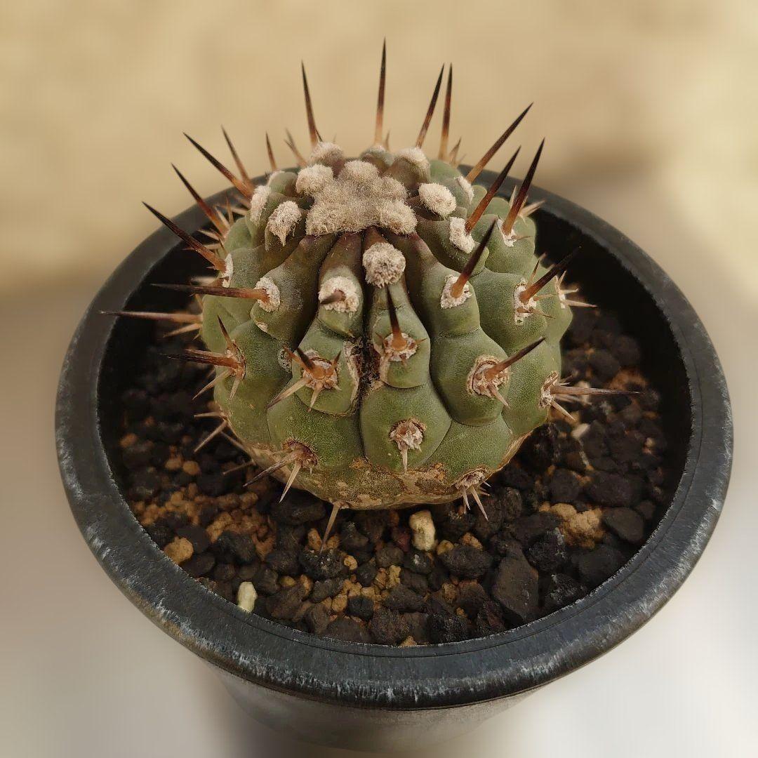 g*u様 【お年玉セール】黒王丸②　現地球カキコ　コピアポア　シレネア　発根済み