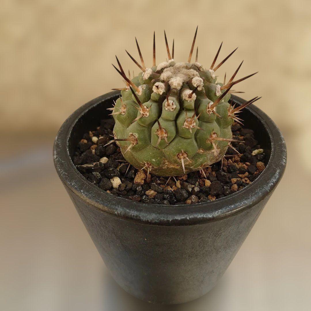 g*u様 【お年玉セール】黒王丸②　現地球カキコ　コピアポア　シレネア　発根済み