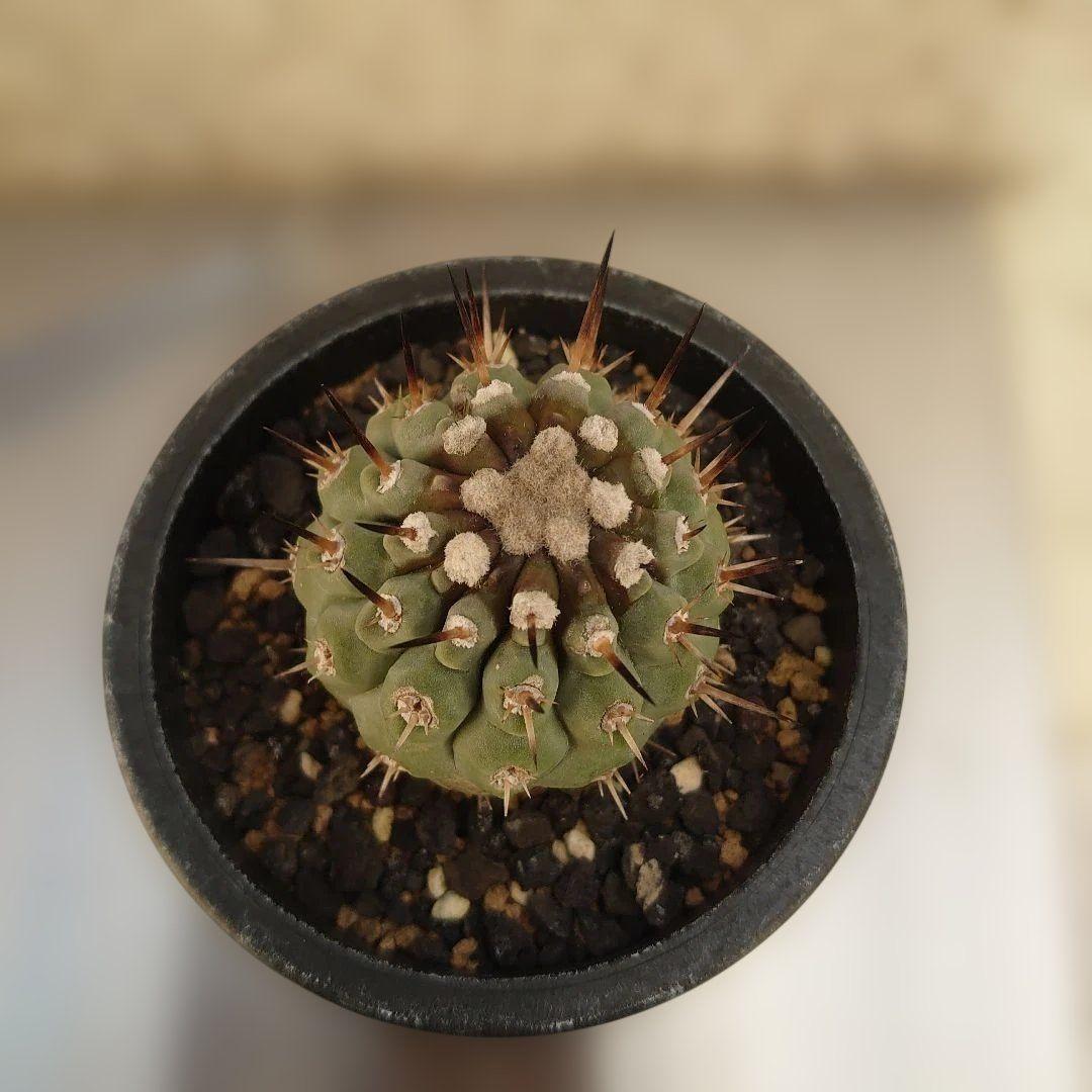 g*u様 【お年玉セール】黒王丸②　現地球カキコ　コピアポア　シレネア　発根済み