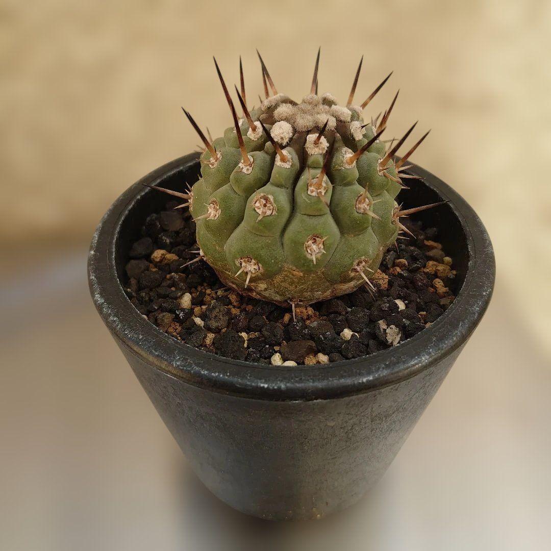 g*u様 【お年玉セール】黒王丸②　現地球カキコ　コピアポア　シレネア　発根済み