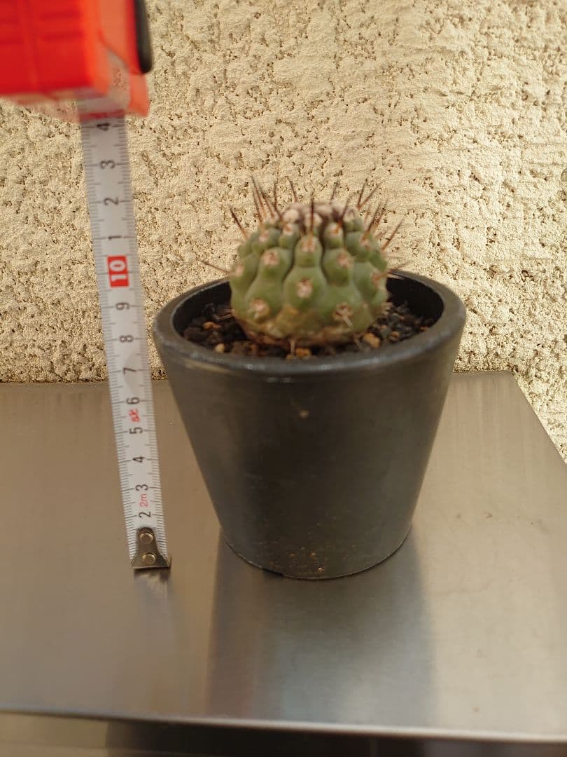 g*u様 【お年玉セール】黒王丸②　現地球カキコ　コピアポア　シレネア　発根済み