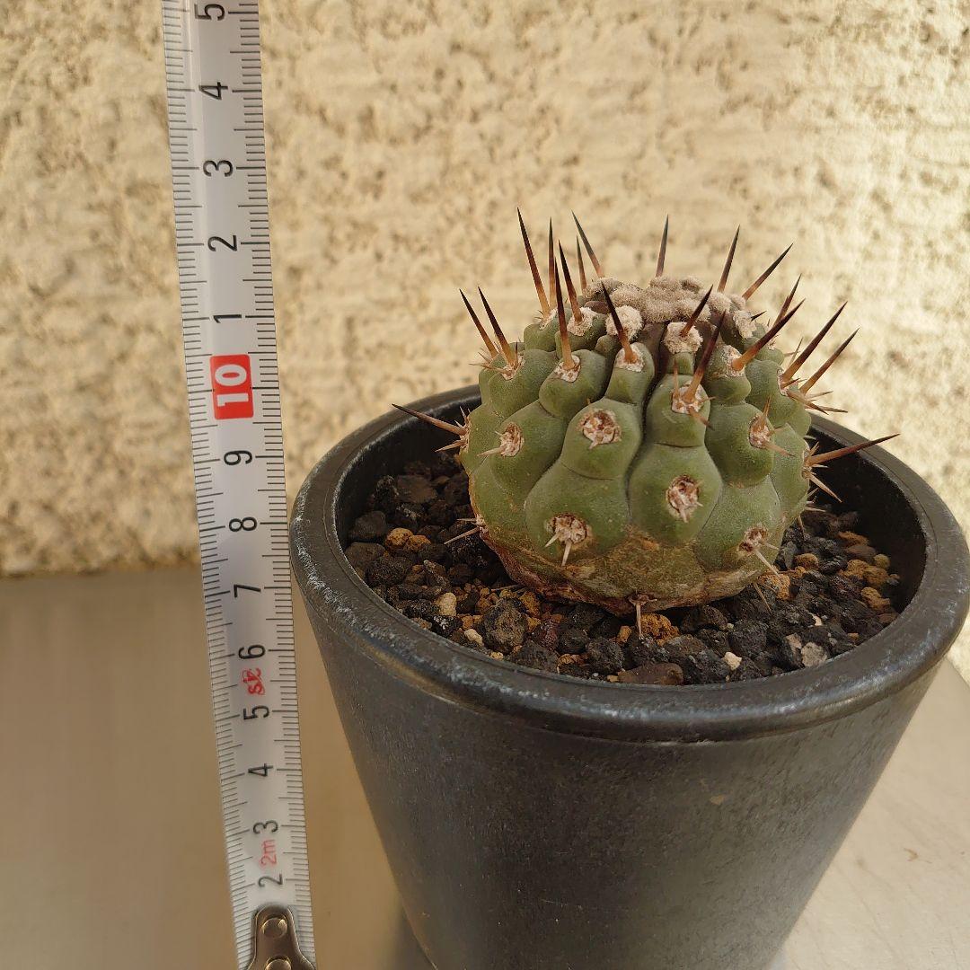 g*u様 【お年玉セール】黒王丸②　現地球カキコ　コピアポア　シレネア　発根済み