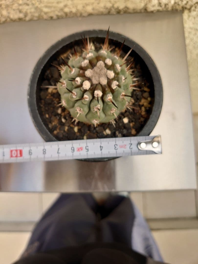 g*u様 【お年玉セール】黒王丸②　現地球カキコ　コピアポア　シレネア　発根済み