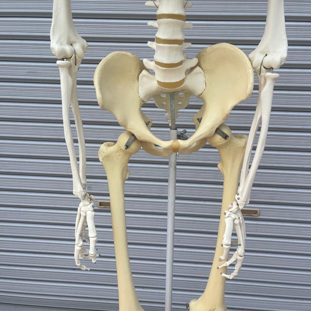 ドイツ製◾️等身大 骨格標本 人体模型 ガイコツ 骸骨 ドクロ - メルカリ