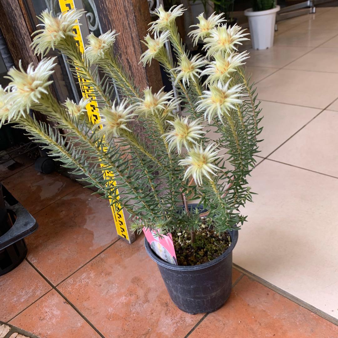 希少 フィリカ ハイドラ 3 - メルカリ