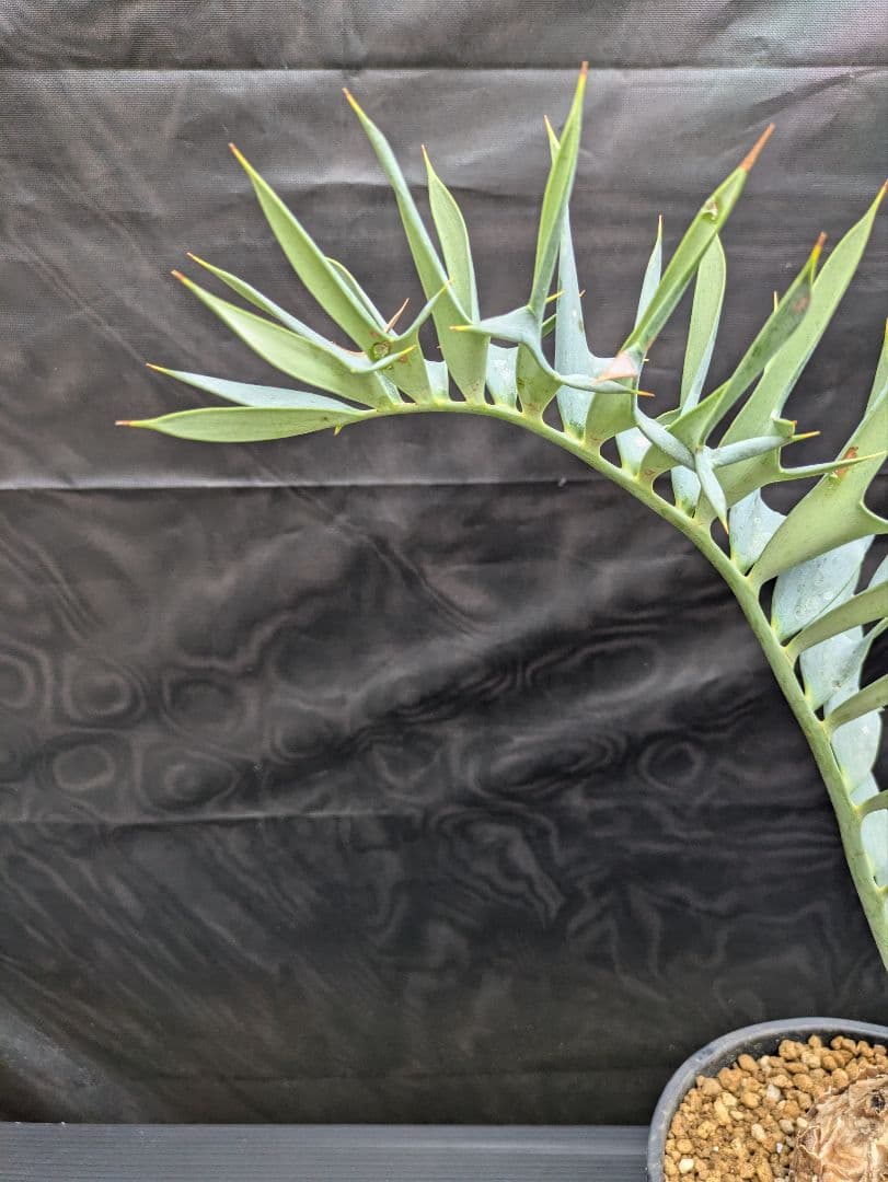 16 エンセファラルトス ホリダス 特大 丸々