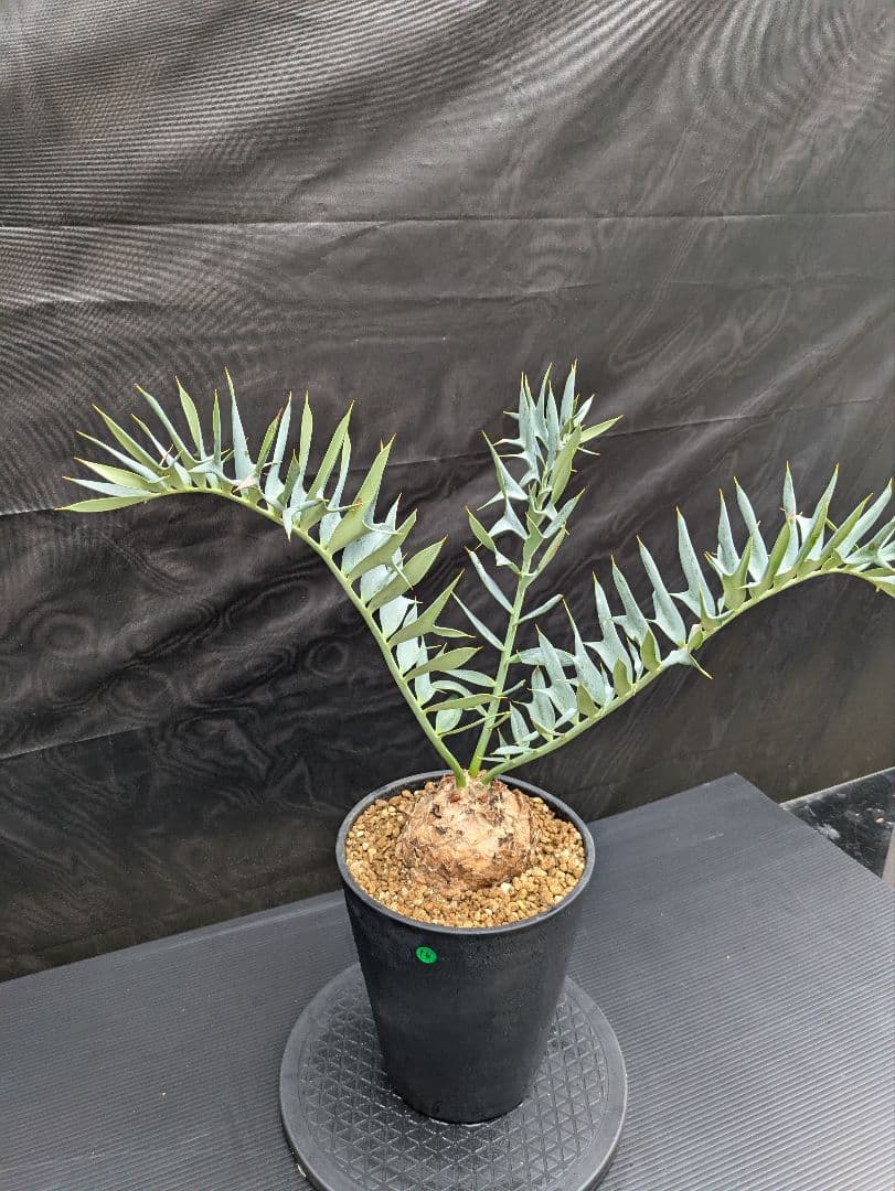 16 エンセファラルトス ホリダス 特大 丸々