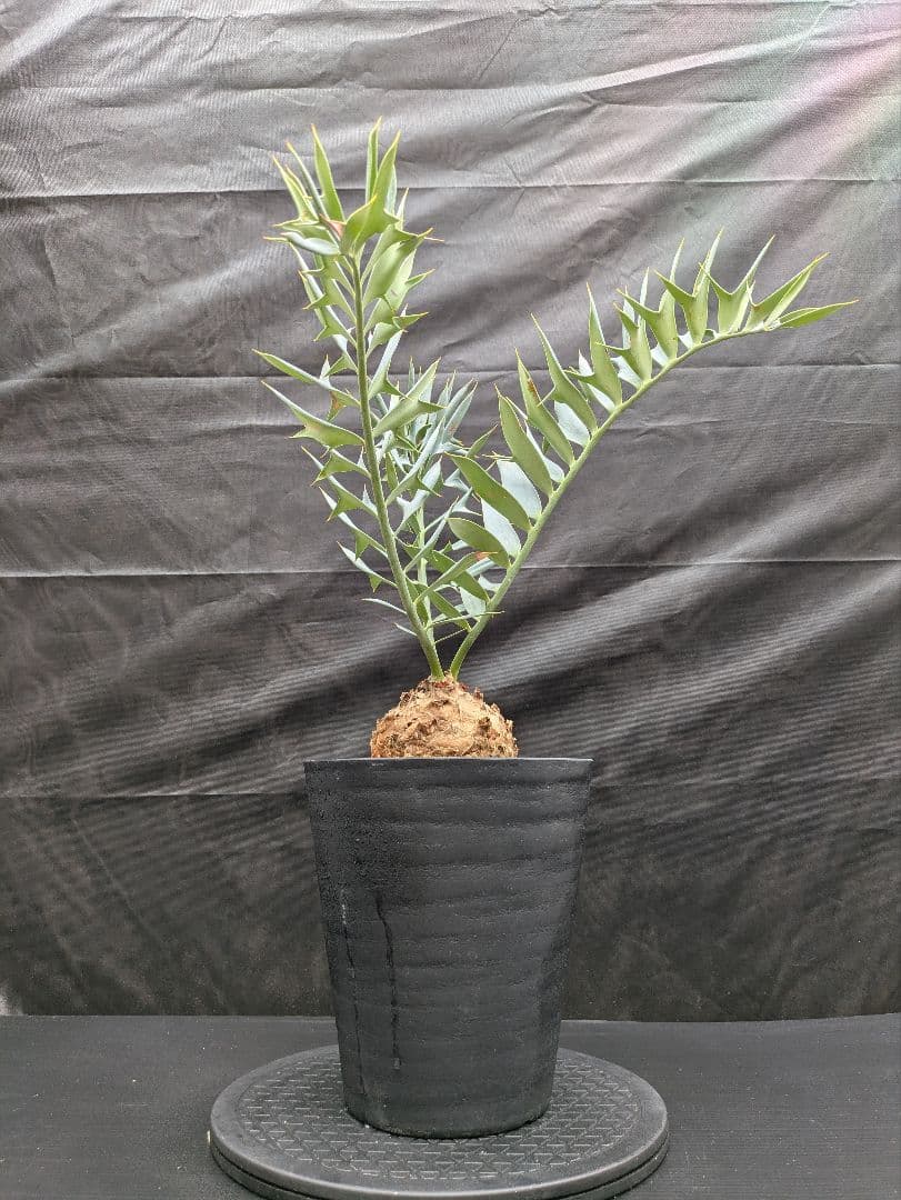 16 エンセファラルトス ホリダス 特大 丸々