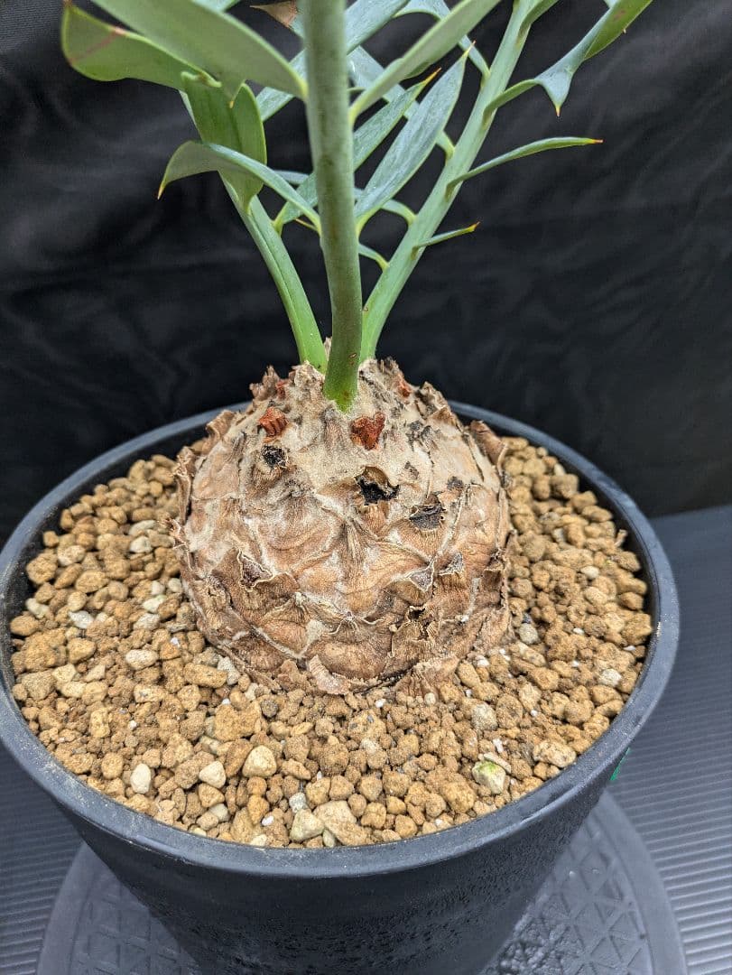 16 エンセファラルトス ホリダス 特大 丸々