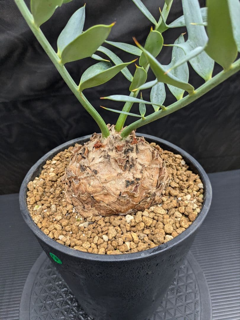 16 エンセファラルトス ホリダス 特大 丸々