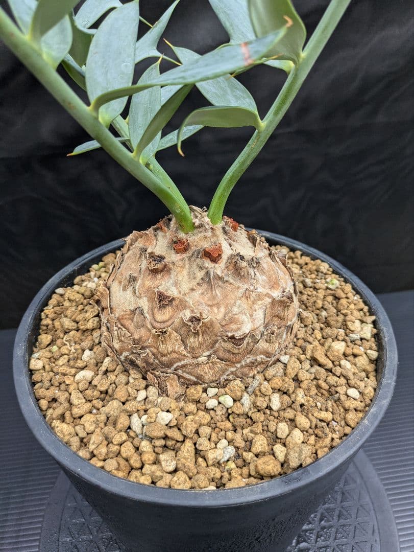 16 エンセファラルトス ホリダス 特大 丸々