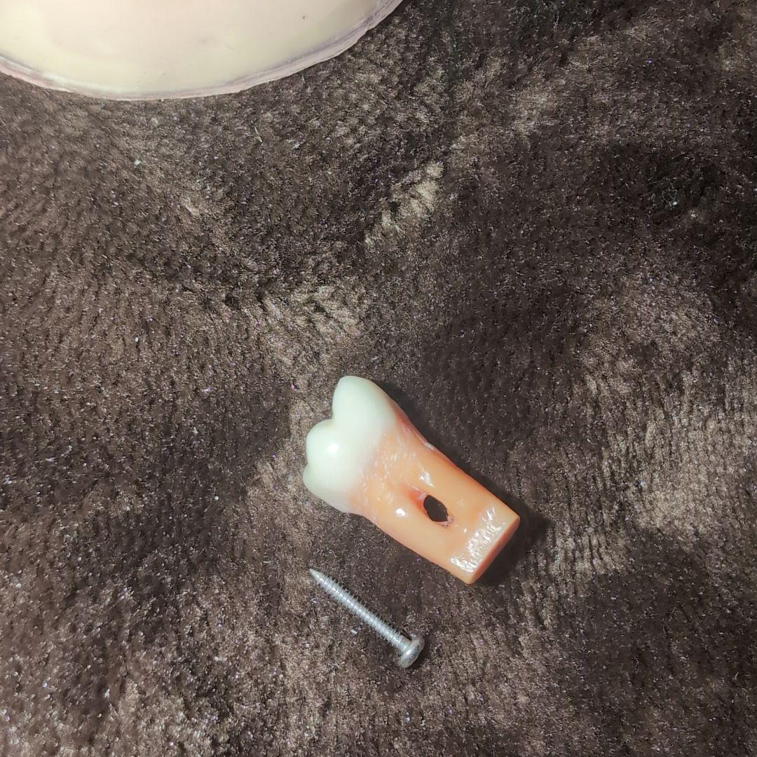 さがしもの NISSIN 歯科模型　顎模型 DENTAL