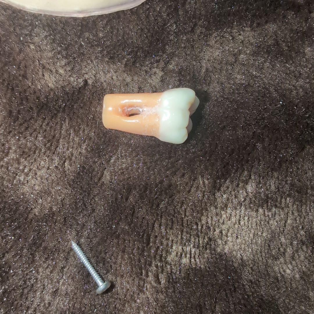 さがしもの NISSIN 歯科模型　顎模型 DENTAL