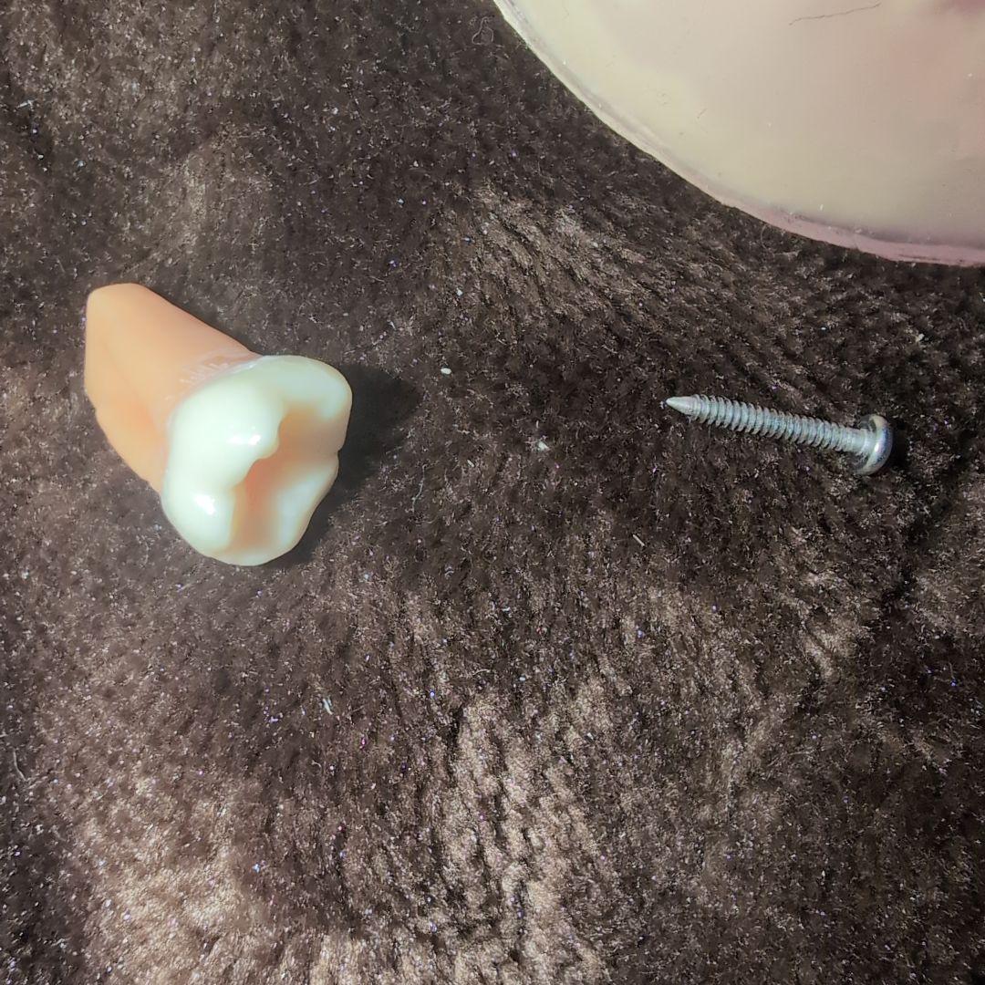 さがしもの NISSIN 歯科模型　顎模型 DENTAL