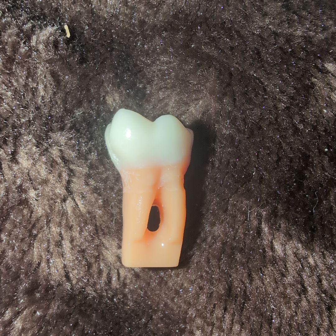 さがしもの NISSIN 歯科模型　顎模型 DENTAL