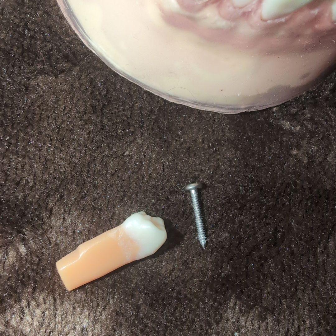 さがしもの NISSIN 歯科模型　顎模型 DENTAL