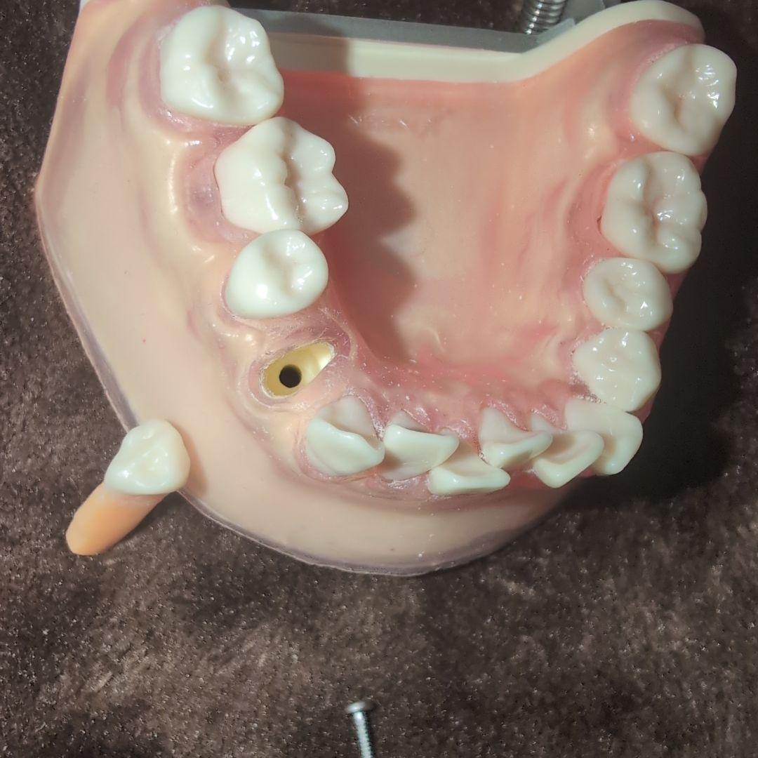 さがしもの NISSIN 歯科模型　顎模型 DENTAL