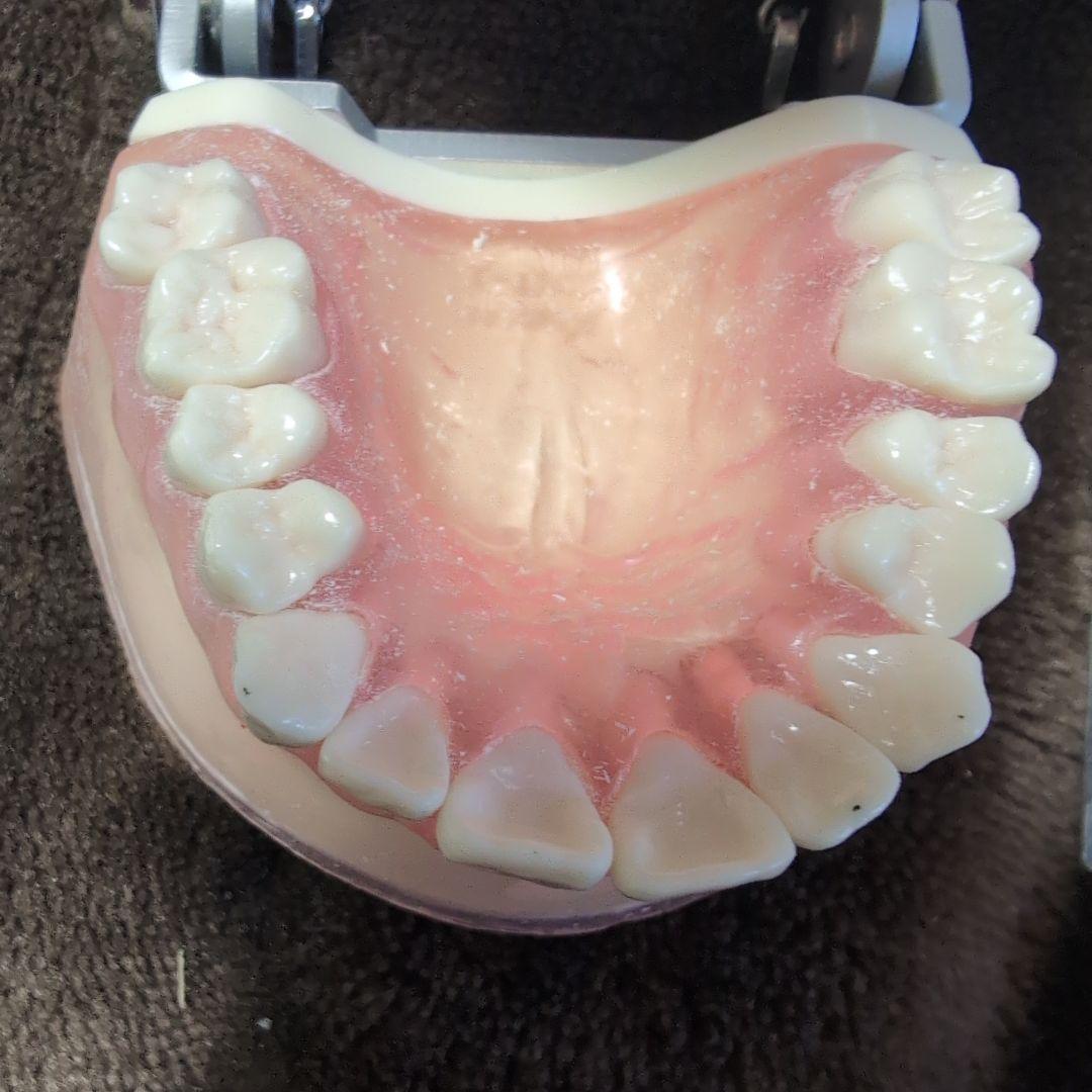 さがしもの NISSIN 歯科模型　顎模型 DENTAL