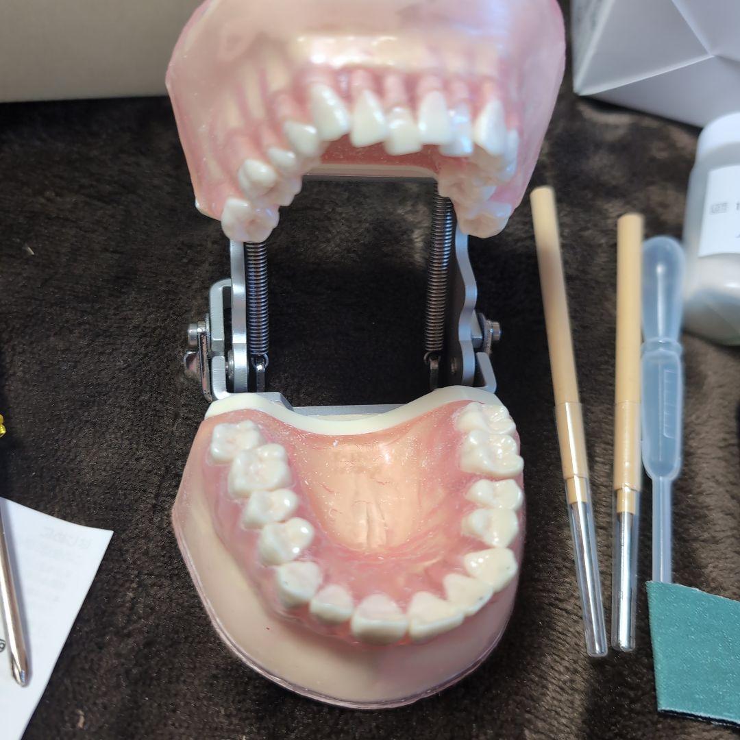 さがしもの NISSIN 歯科模型　顎模型 DENTAL