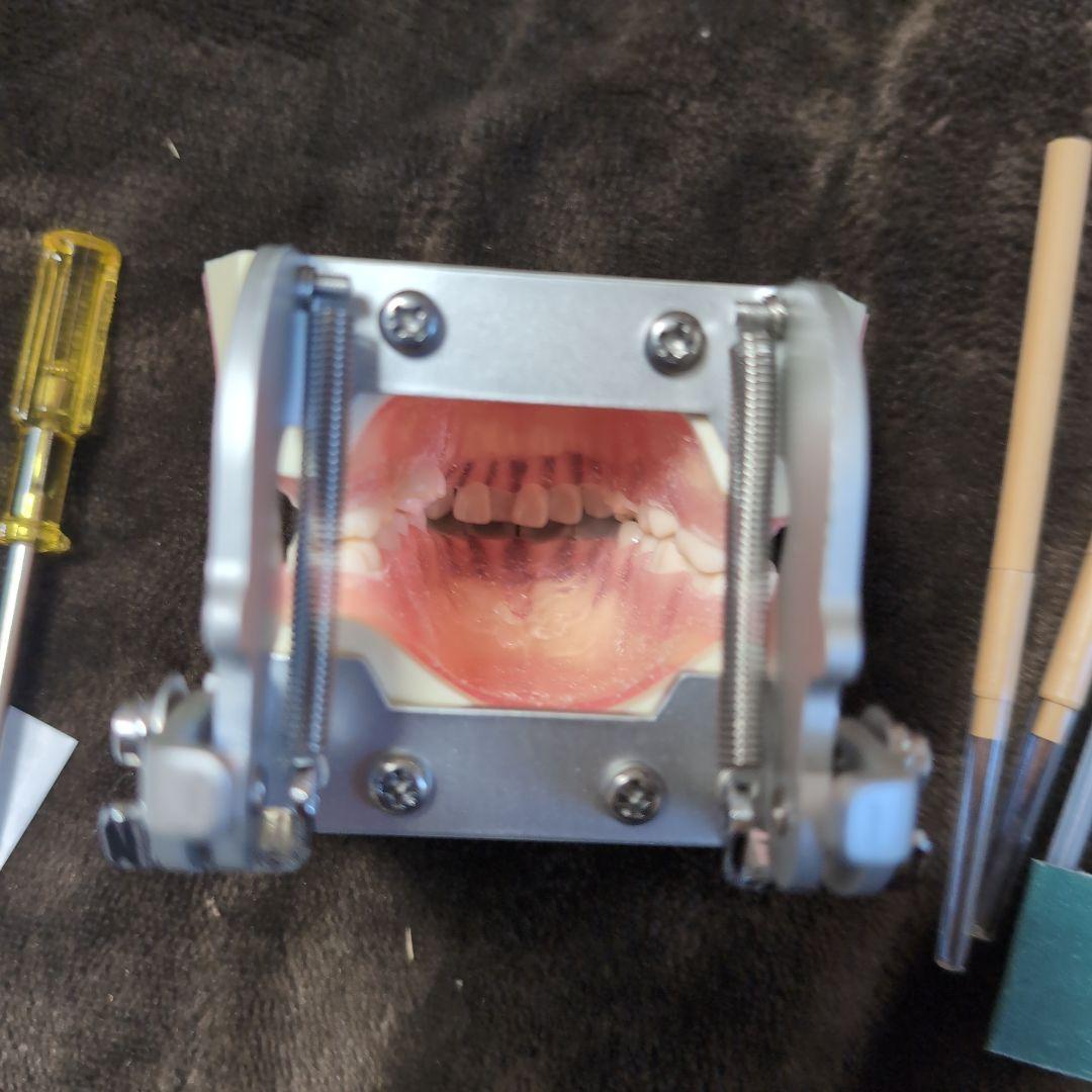 さがしもの NISSIN 歯科模型　顎模型 DENTAL