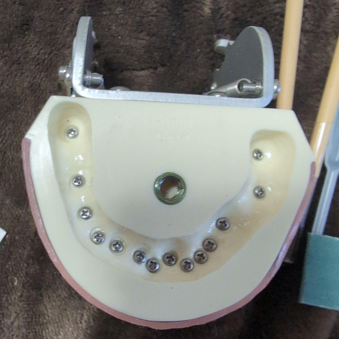 さがしもの NISSIN 歯科模型　顎模型 DENTAL
