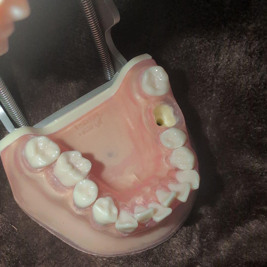 さがしもの NISSIN 歯科模型　顎模型 DENTAL