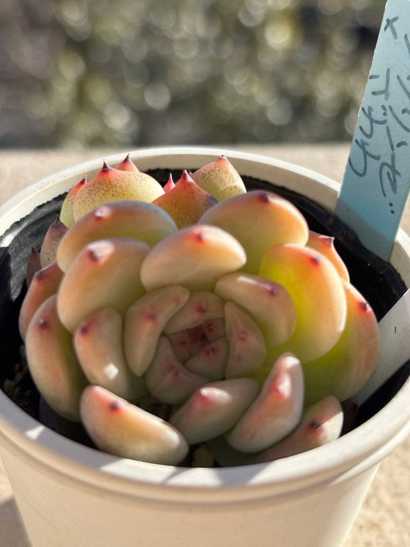 ２１　多肉　ラウリンゼ×ざわわ　おらいさん苗　青札　検) ミックスベリア