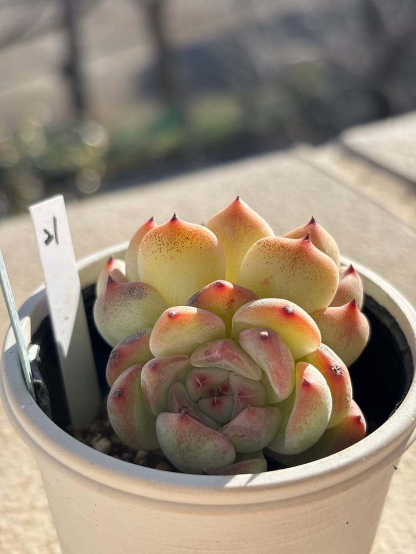 ２１　多肉　ラウリンゼ×ざわわ　おらいさん苗　青札　検) ミックスベリア