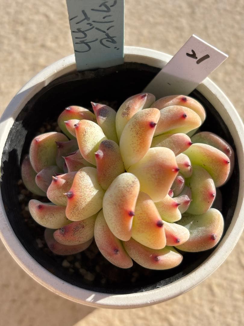 ２１　多肉　ラウリンゼ×ざわわ　おらいさん苗　青札　検) ミックスベリア