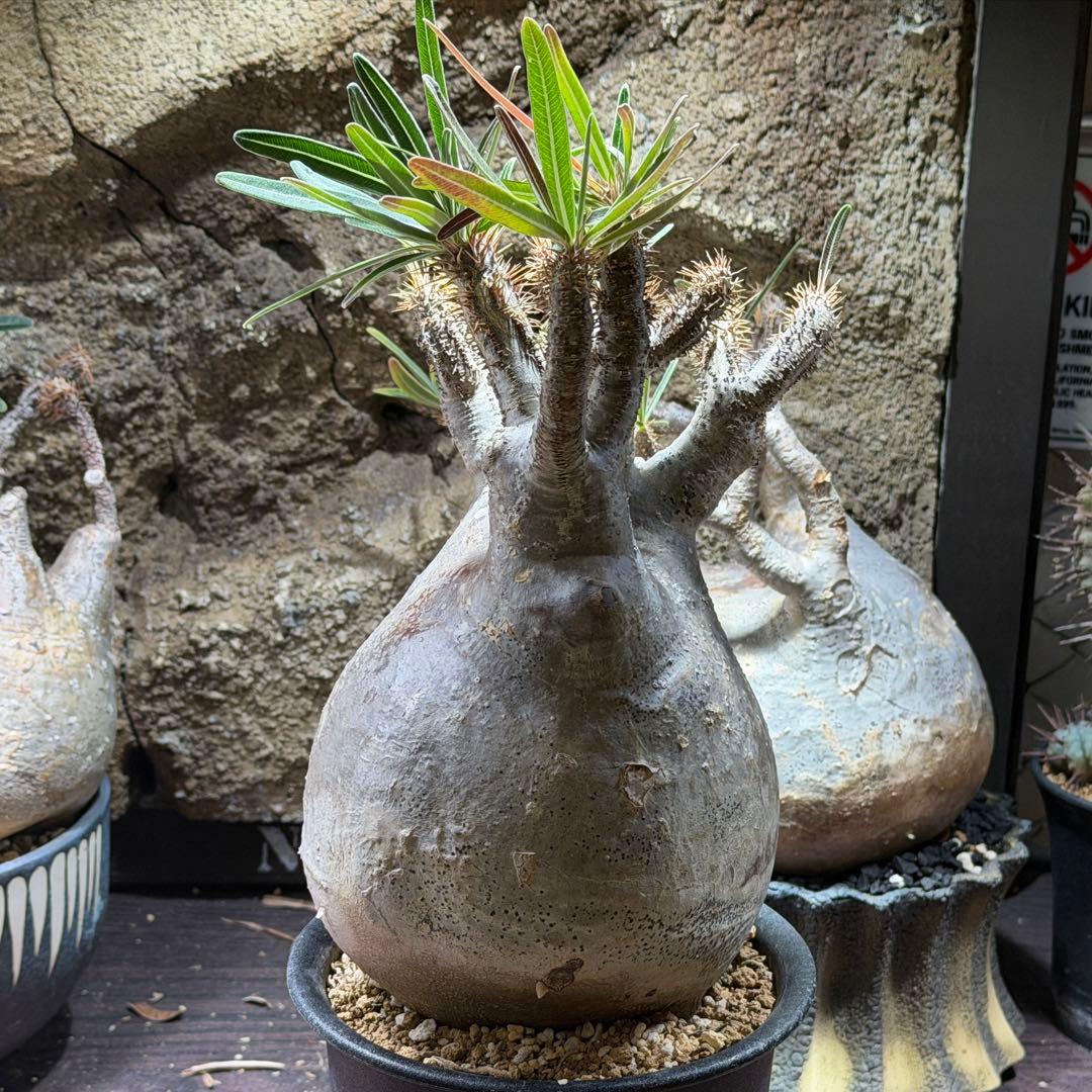 【鉢ごと発送】パキポディウム・グラキリス発根済み