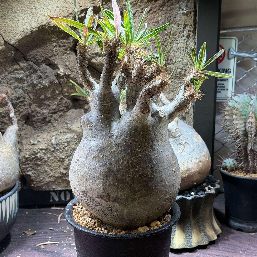 【鉢ごと発送】パキポディウム・グラキリス発根済み