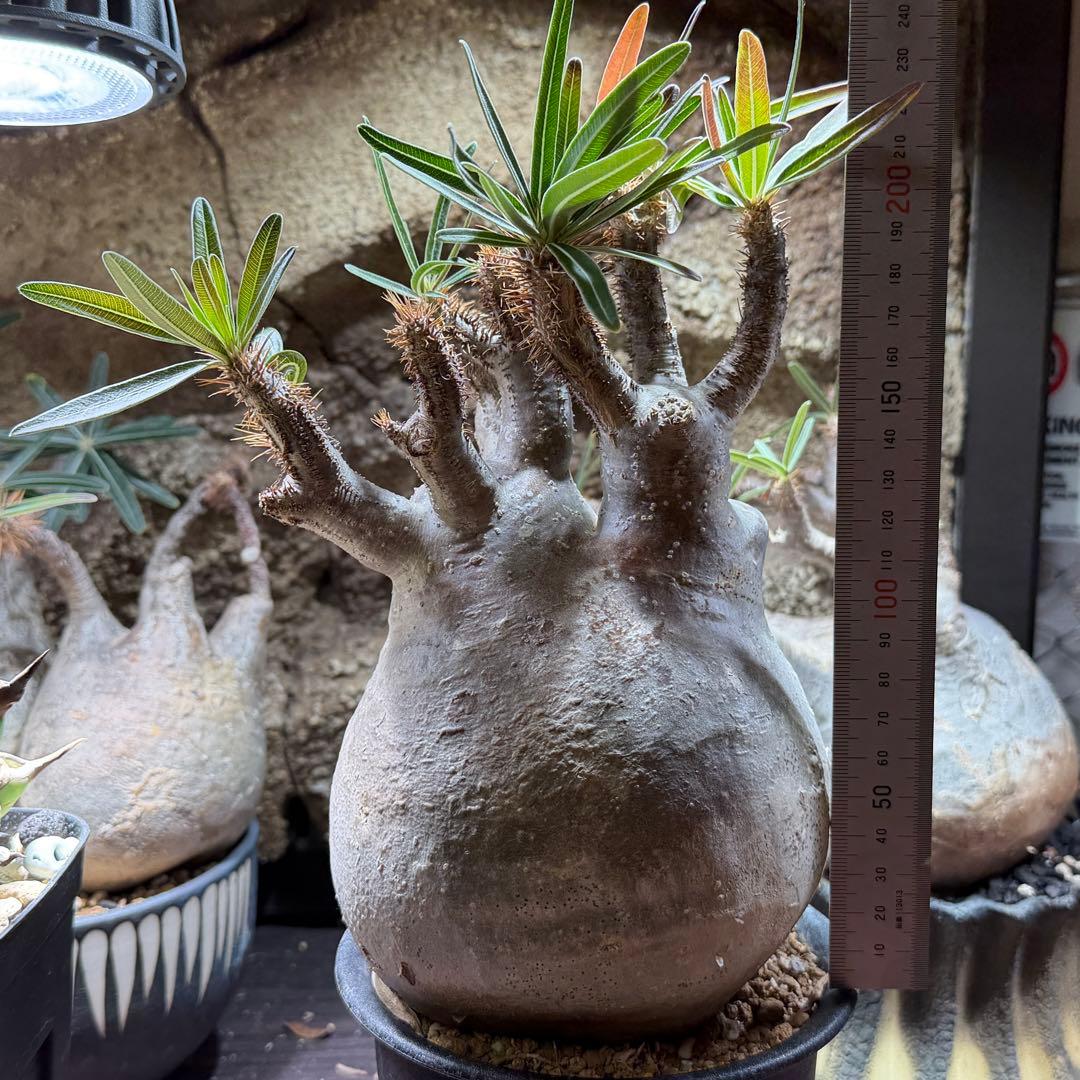 【鉢ごと発送】パキポディウム・グラキリス発根済み