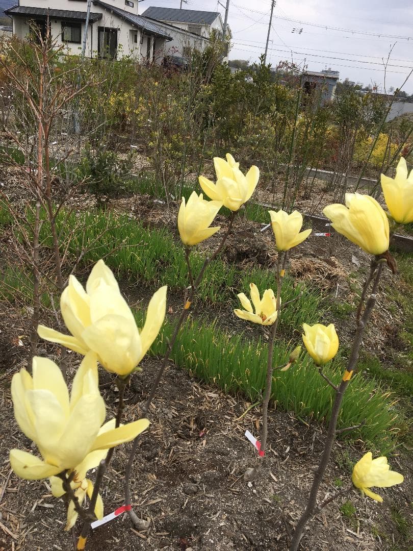 《現品》モクレン　エリザベス　樹高1.3ｍ（根鉢含まず）33【黄花/苗木】