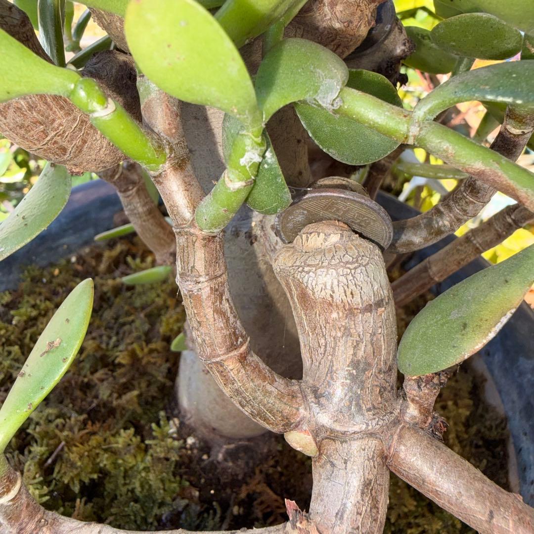 0011 金のなる木 5円玉2個挿入 幹の太様19cm 高さ 60cm