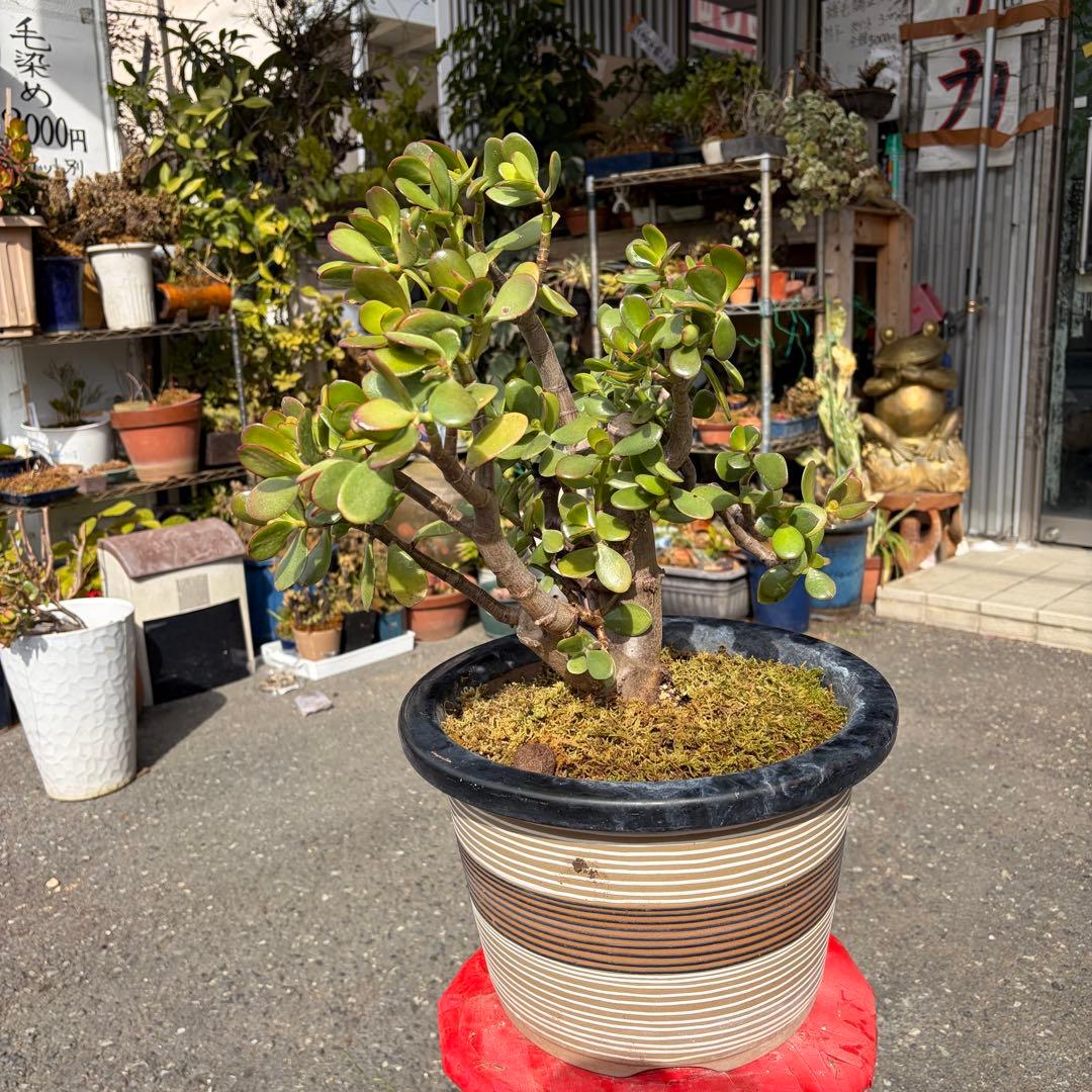 0011 金のなる木 5円玉2個挿入 幹の太様19cm 高さ 60cm