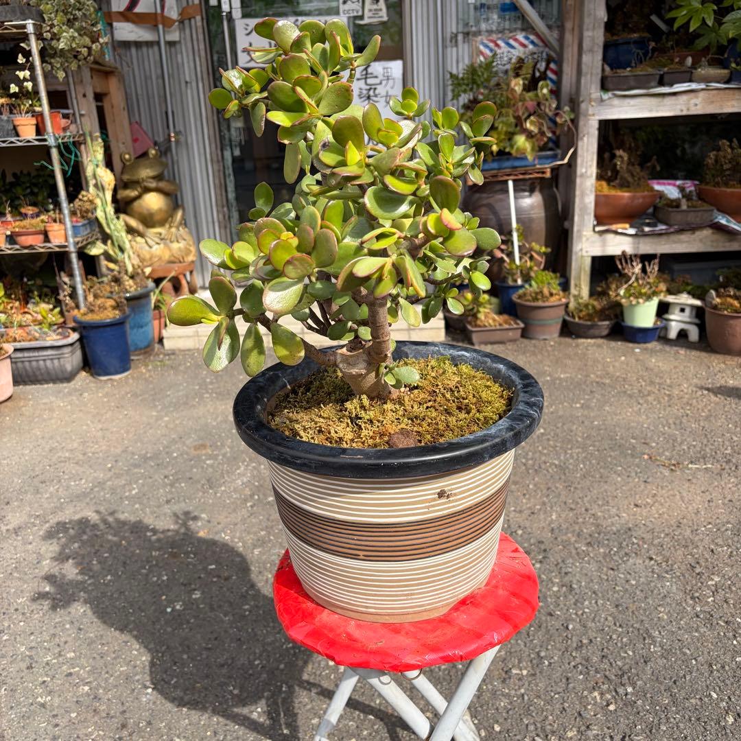 0011 金のなる木 5円玉2個挿入 幹の太様19cm 高さ 60cm