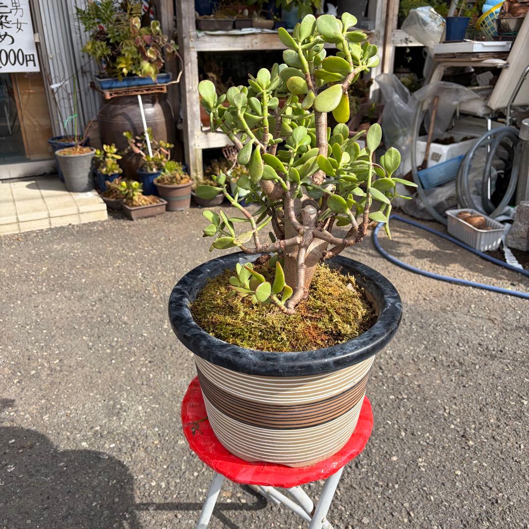 0011 金のなる木 5円玉2個挿入 幹の太様19cm 高さ 60cm