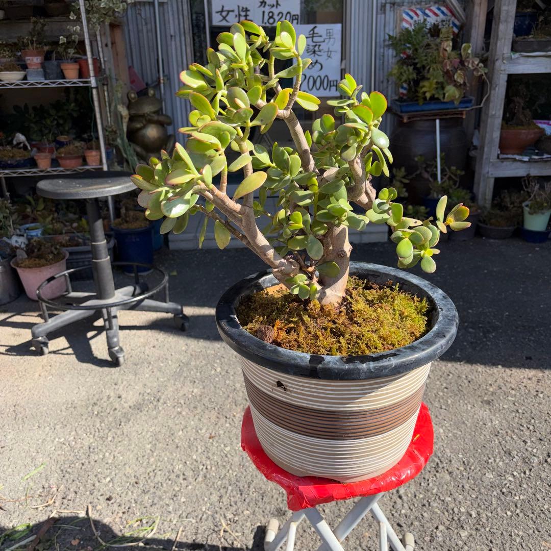 0011 金のなる木 5円玉2個挿入 幹の太様19cm 高さ 60cm