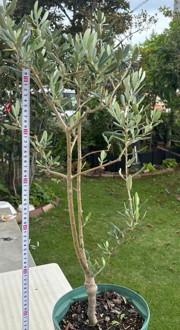 オリーブの木　ブガ　接木　植物　シンボルツリー