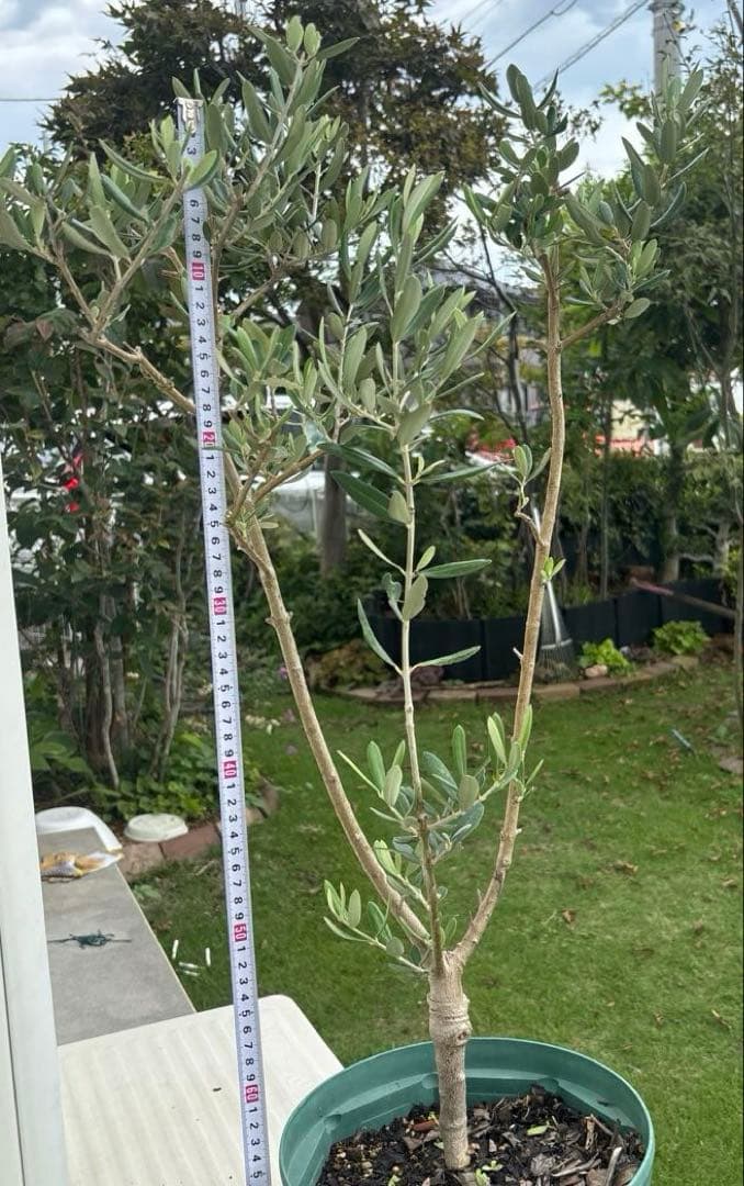 オリーブの木　ブガ　接木　植物　シンボルツリー