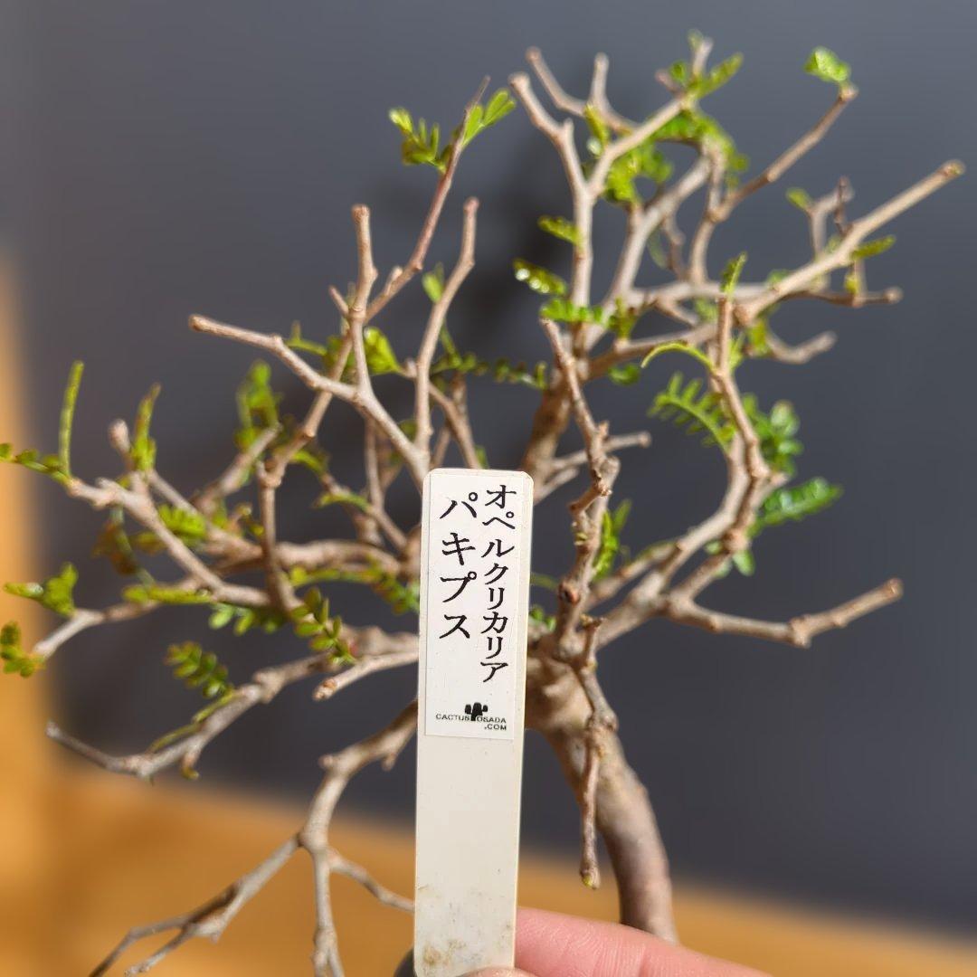 1/20写真更新　オペルクリカリアパキプス　実生　3年目